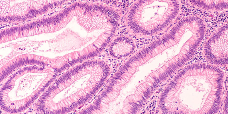 Composition of H&E-stained histology slides highlighting epithelial, connective, muscular, and nervous tissue patterns.