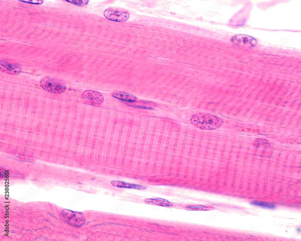 Figura 3 — Tejido muscular en HE. La imagen ideal debe evidenciar fibras musculares organizadas y permitir percibir con nitidez el patrón del músculo elegido, como estriaciones, forma celular y posición de los núcleos.